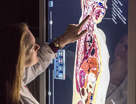 学生学习人体的解剖横截面。