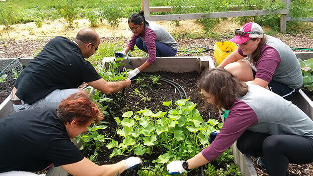Med学生在社区花园里工作，作为服务的一天的一部分
